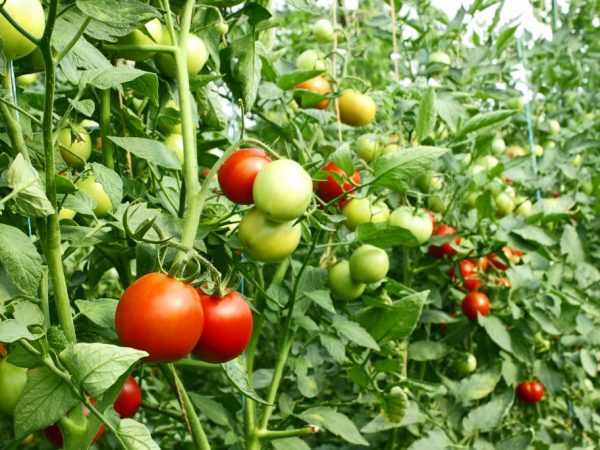 Stadia van tomatenvorming