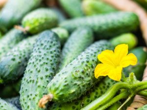 Characteristics of cucumber Fast and Furious