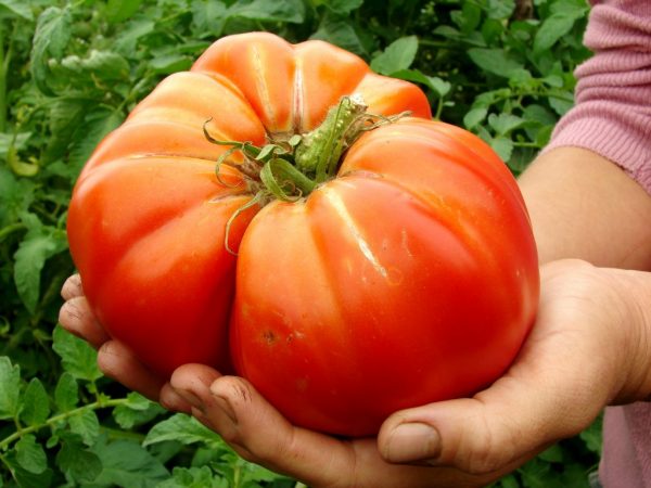 Het gewicht van één tomaat kan een kilo bereiken