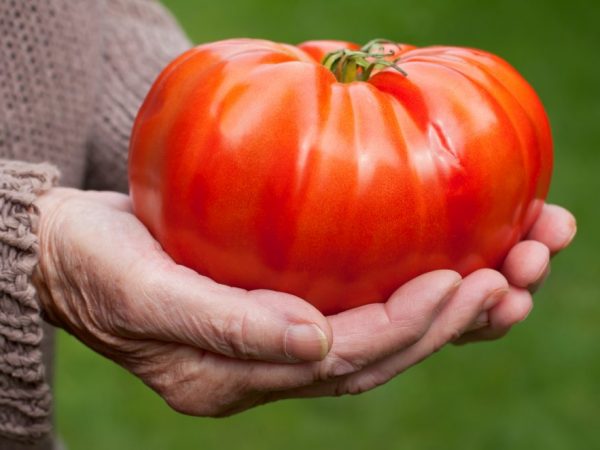 Beschrijving van de tomaat Gigant Novikova