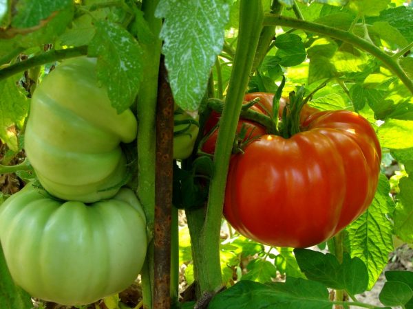 Η ντομάτα μπορεί να καλλιεργηθεί σε θερμοκήπια και σε εξωτερικούς χώρους