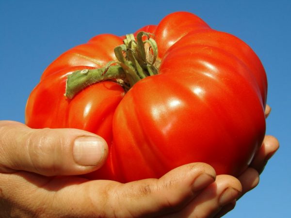 Soorten gigantische tomaten