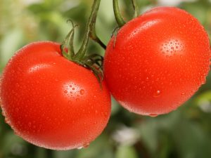 وصف الطماطم جنوم