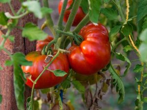 وصف الطماطم برايد سيبيريا