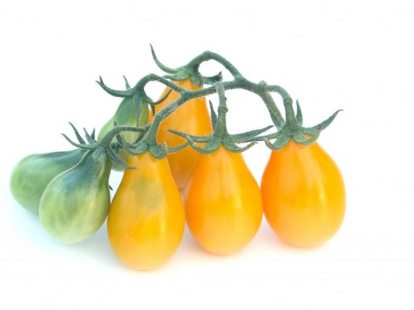 Beschrijving van tomatenpeer