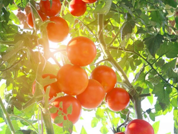 Descripción de la variedad de tomate Grushovka.
