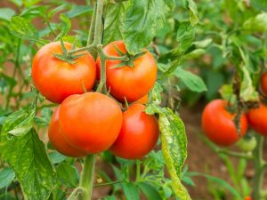 Características de una variedad de tomate GS 12