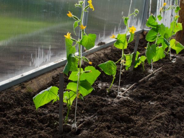 Odrůdu lze pěstovat pouze ve sklenících.