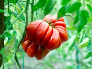 Beskrivning av tomatfikor rosa och rött