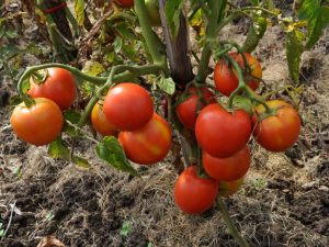 Popis rajčat Irina
