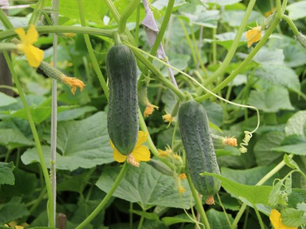 Kenmerken van komkommers van de Graceful-variëteit