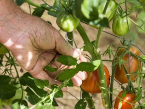 Regels voor het knijpen van tomaten in het open veld