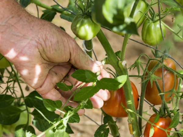 Regels voor het knijpen van tomaten in het open veld