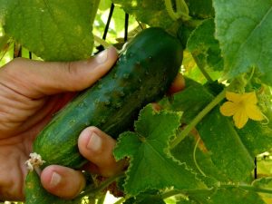 Rules for fertilizing cucumbers with chicken droppings