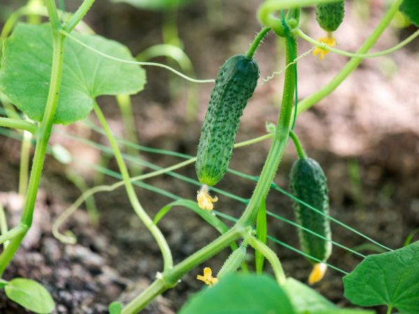 Koppelverkoop maakt het gemakkelijker om voor komkommers te zorgen