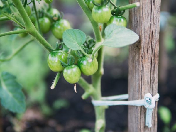 Regels voor het binden van tomaten