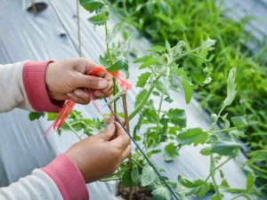 Pravidla pro vázání rajčat ve sklenících