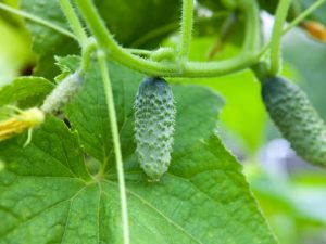 The principle of feeding cucumbers with urea