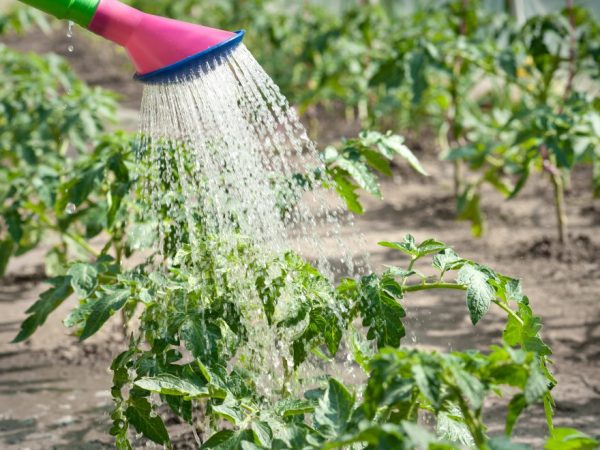 Regels voor het water geven van een tomaat na het planten