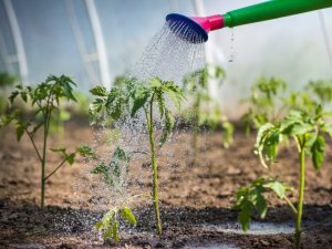 Vattningsregler för tomatplantor