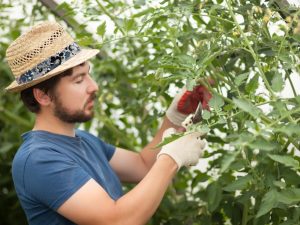 Regler för att klämma tomater i ett växthus