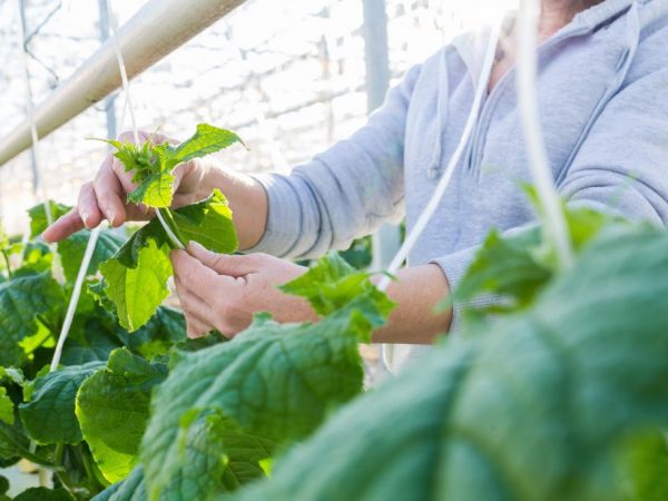 Regler för vård av gurkor i ett växthus