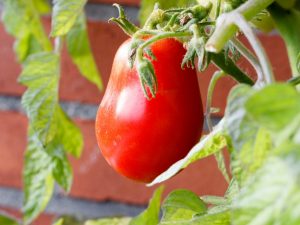Beskrivning av tomat Kapia pink