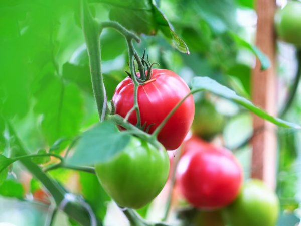 Descripción de los tomates Cardinal