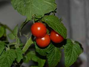 Kenmerken van dwerg-tomatenvariëteiten