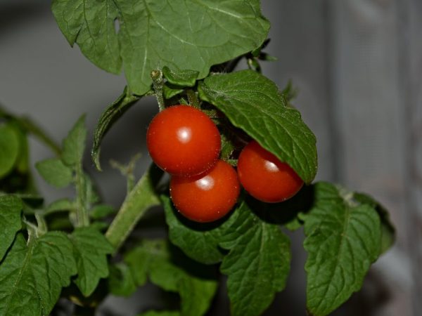 Características de las variedades de tomate enano.