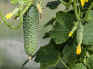 Beschrijving van de variëteit aan komkommers Cascade