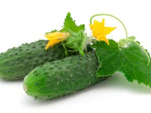 Description of the Kibriya cucumber