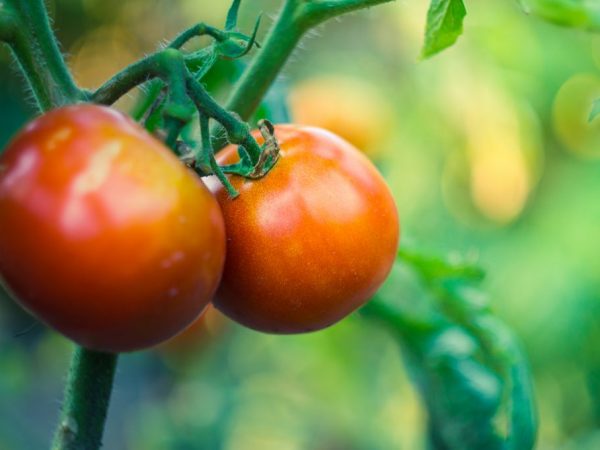 Descripción y características de los tomates de la variedad Kievlyanka.
