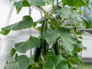 Beschrijving van de variëteit van komkommer Chinees wonder