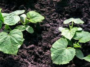 Regler för att plantera gurkor i öppen mark