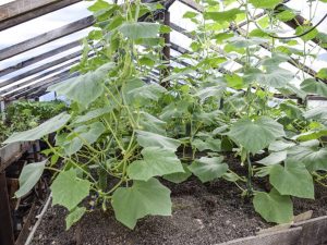 Planting and growing cucumbers in a greenhouse