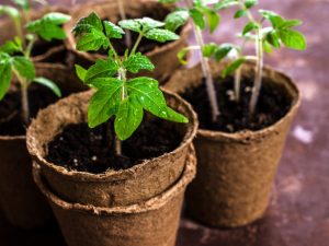 Tid för att plantera tomater för plantor