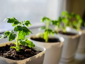 Växande tomatplantor i Sibirien