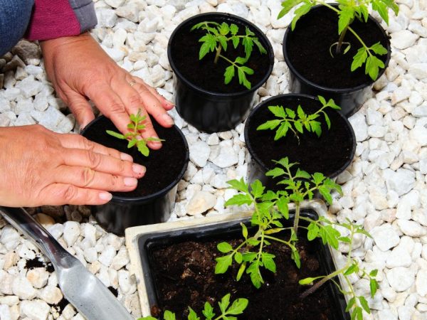 Planten van twee maanden oud kunnen op de site worden geplant