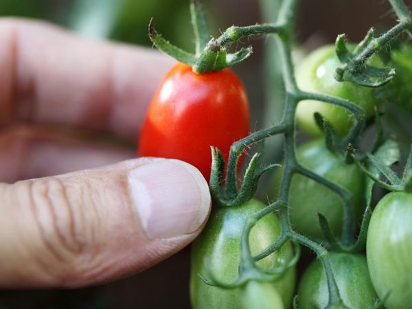 Egenskaper för tomatvarianten Inomhus överraskning