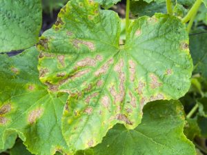 Treatment of root rot in cucumbers
