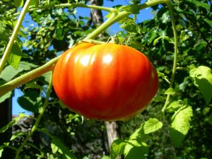 Kännetecken för King of Giants tomat sort