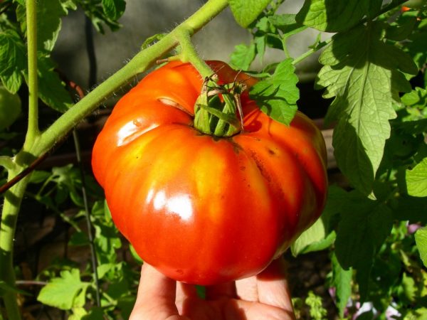 Hay muchos oligoelementos en el tomate.