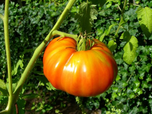 Beschrijving van de tomaat Kosmonaut Volkov