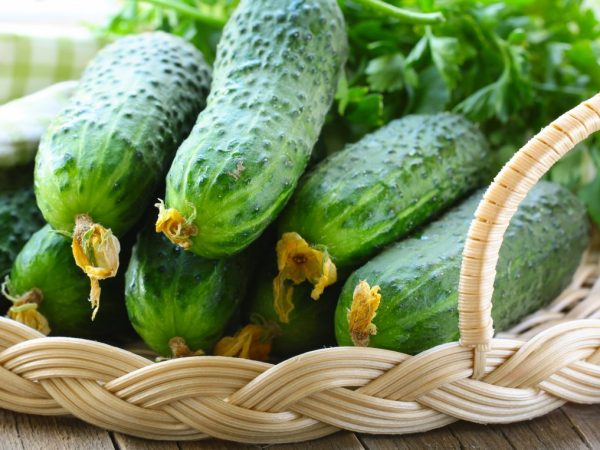 Description of the Crispin cucumber variety