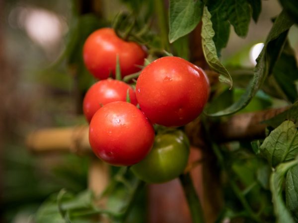 Kenmerken van tomaten van de variëteit Kukla F1