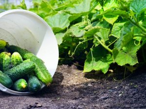 Beschrijving van de variëteit van komkommers Moed