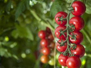 Kycklingavfall för matning av tomater