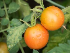 Behandling av tomatplantor från sjukdomar