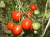 Kenmerken van tomaten van de variëteit Legend Tarasenko